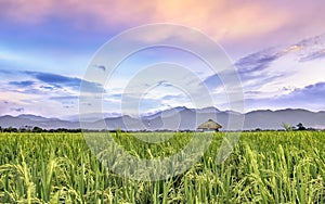 Very vast, broad, extensive, spacious rice field, stretched into the horizon