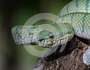 A very venomous and endemic snake Sabah Pit Viper Bornean Keeled Pit Vipe with nature green background