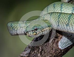 A very venomous and endemic snake Sabah Pit Viper Bornean Keeled Pit Vipe with nature green background