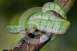 A very venomous and endemic snake Sabah Pit Viper Bornean Keeled Pit Vipe with nature green background