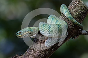 A very venomous and endemic snake Sabah Pit Viper Bornean Keeled Pit Vipe with nature green background