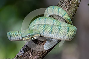 A very venomous and endemic snake Sabah Pit Viper Bornean Keeled Pit Vipe with nature green background