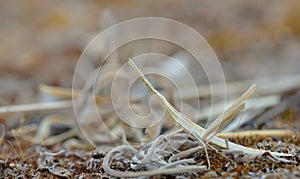 A very well camouflaged brown grasshopper that looks like arid grass stands on arid ground in Sicily