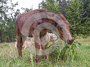 A very wet brown hinny grazzing in a field