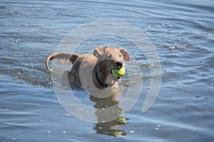 Very Wet Nova Scotia Duck Tolling Retriever with a Ball