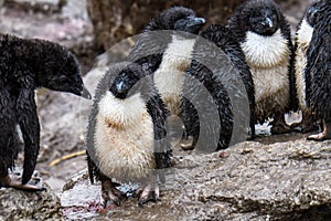 Very wet Rockhopper Penguin chicks photo