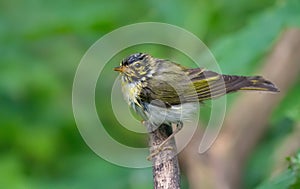 Very wet Wood Warbler perched and drain herself on a stick