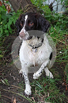 A very wet working type english springer spaniel