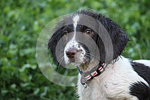 A very wet working type english springer spaniel