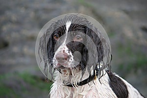 A very wet Working type english springer spaniel g