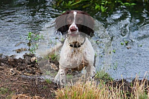 A very wet working type english springer spaniel pet gundog