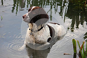 A very wet working typee english springer spaniel pet gundog