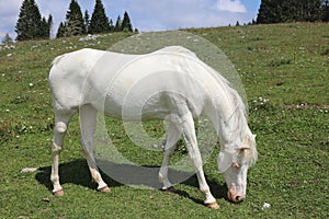 very white albino young horse