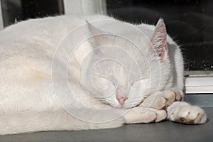 A very white cat basks in the sun