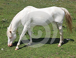 Very white horse on green meadown