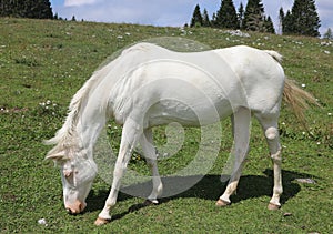 Very white horse on green meadown whitel eating fresh grass