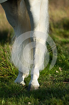 A very white horse