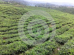 A very wide expanse of tea plantations in Subang, West Java