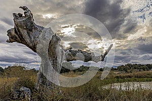 Very wide and hollow dead solitary oak tree next to a lake with dark clouds