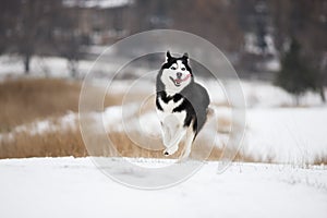Very yappy blue-eyed Siberian husky runs through the snow.