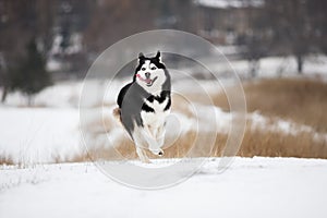 Very yappy blue-eyed Siberian husky runs through the snow. Merry