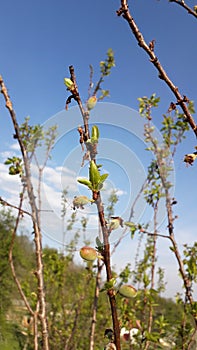 Very young apricot fruits on the branches on apricot tree in organic orchad, Duboko, Serbia