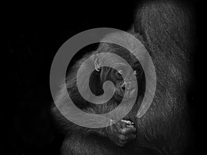 a baby gorilla in its mother's arms, digitally reworked