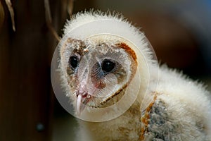 Very Young Barn Owl