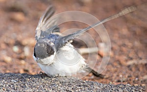 Very young Barn Swallow sitting on the ground learning to fly