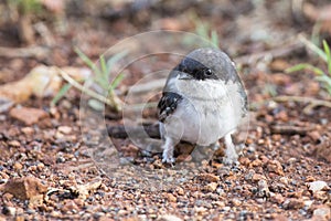 Very young Barn Swallow sitting on the ground learning to fly