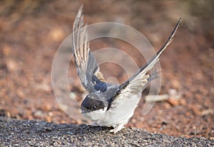 Very young Barn Swallow sitting on the ground learning to fly