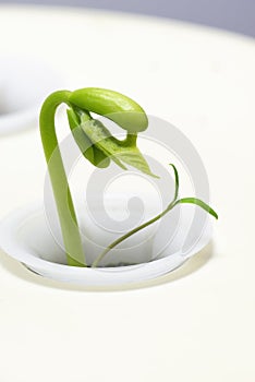 Very Young Bean Sprout Under Grow Light Vertical