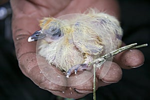 Very young bird