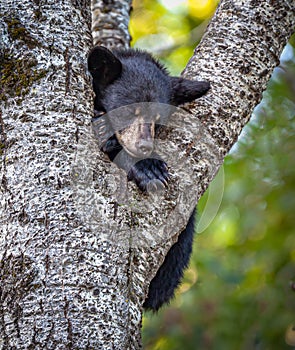 Very young black bear sleeping in a tree