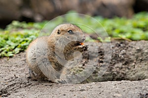 A very young black tailed prairie dog eating