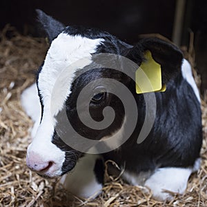 Very young black and white calf lies in straw