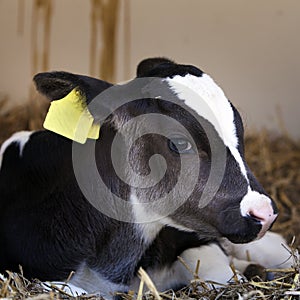 Very young black and white calf lies in straw