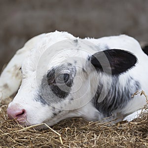 Very young black and white calf in straw of barn