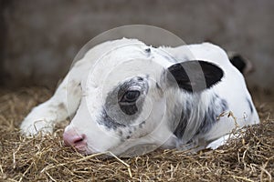 Very young black and white calf in straw of barn