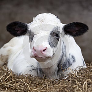 Very young black and white calf in straw of barn looks alert