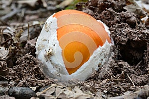 Very young Caesar's mushroom