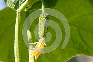 Very young cucumber