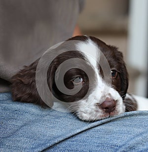 A very young cute liver and white working type english springer spaniel pet gundog