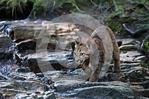 A very young cute male cougar on a reconnaissance expedition in its natural habitat.