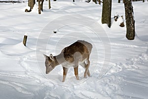 Very Young Fallow Deer Walking in the Snow