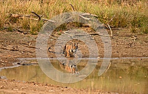 A very young female cub of tiger with reflection in water