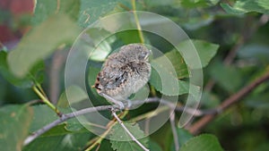 Very young fledgling perching on twig