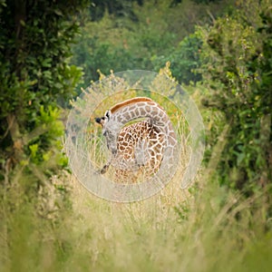 A very young giraffe calf is hiding amongst the bushes and trees