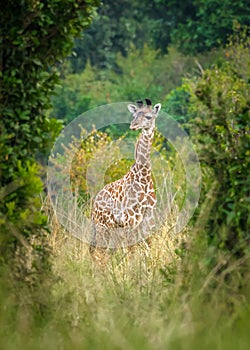 A very young giraffe calf is hiding amongst the bushes and trees