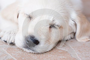 Very young golden retriever puppy is sleeping, portrait closeup
